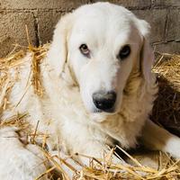 Cuccioli di pastore abruzzese