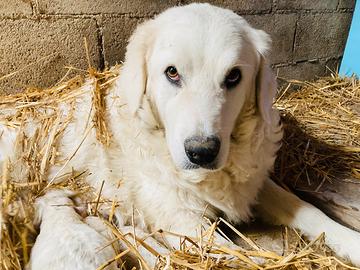 Cuccioli di pastore abruzzese