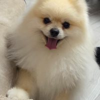 Per monta volpino femmina sprizt nano di pomerania