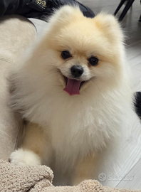 Per monta volpino femmina sprizt nano di pomerania