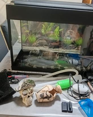 Acquario per pesci