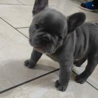 Little French Bulldog