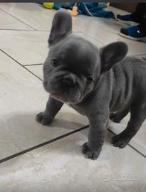 Little French Bulldog