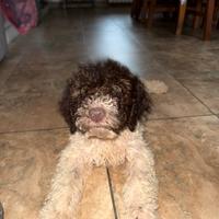 Lagotto romagnolo