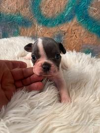 bulldog francese 