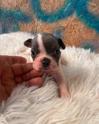 bulldog francese 