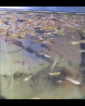 Guppy endler