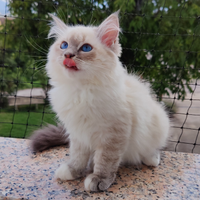 Cucciola Gatto Siberiano Ipoallergenico Pedigree