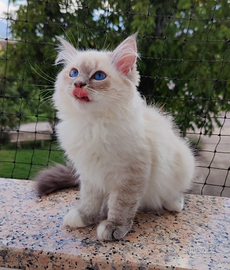 Cucciola Gatto Siberiano Ipoallergenico Pedigree