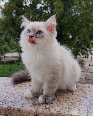 Cucciola Gatto Siberiano Ipoallergenico Pedigree