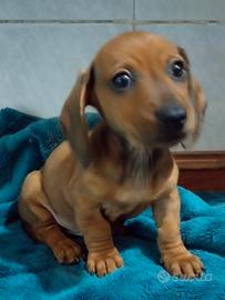 Cuccioli Bassotto Nano Fulvo