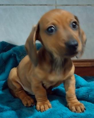 Cuccioli Bassotto Nano Fulvo
