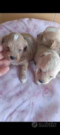 Maltipoo toy