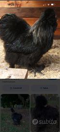 Gallo moroseta