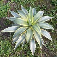 AGAVE DESMETTIANA 'JOE OAK'