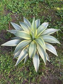 AGAVE DESMETTIANA 'JOE OAK'
