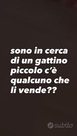 Gattino piccolo