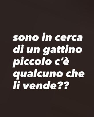 Gattino piccolo