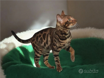 Gatto Bengala Maschio