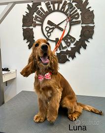 Cuccioli dí cocker disponibili