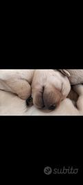 Cuccioli di labrador retriever