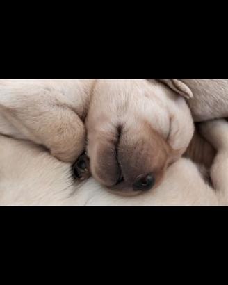 Cuccioli di labrador retriever