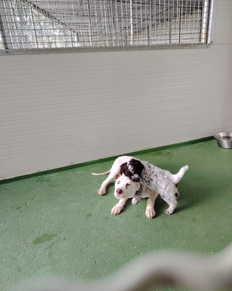 Lagotti romagnolo da tartufo