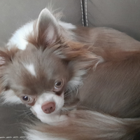 Cane maschio Chiuhuahua