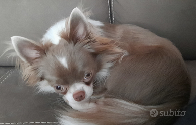 Cane maschio Chiuhuahua