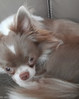Cane maschio Chiuhuahua