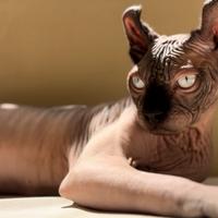Sphynx maschio