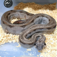Boa constrictor imperator Honduras dwarf
