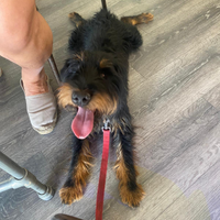 Cane razza Deutscher Jagdterrier