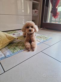 Barboncino toy con pedigree per accoppiamento