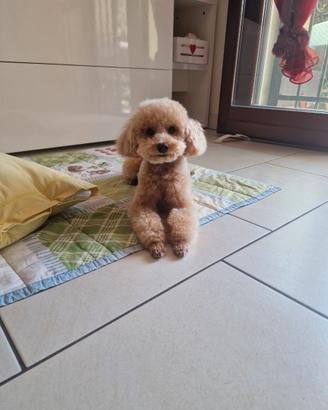 Barboncino toy con pedigree per accoppiamento