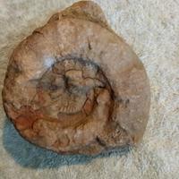 Fossile Ammonite