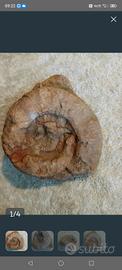 Fossile Ammonite