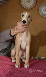 Whippet Cucciolo