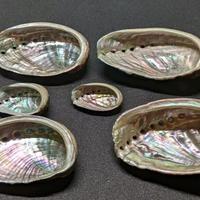 6x Abalone orecchio di Venere madreperlacea 28/64m