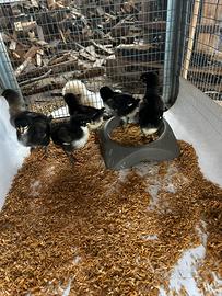 Pulcini marans