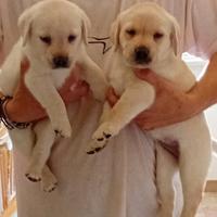 Cuccioli Labrador