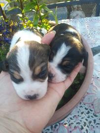 Beagle tricolore cuccioli