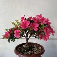 Bonsai di azalea japonica