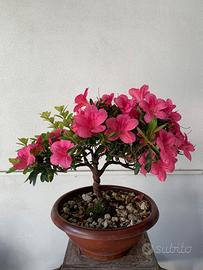 Bonsai di azalea japonica