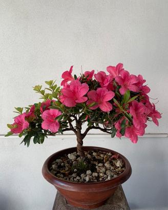 Bonsai di azalea japonica