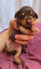 Cuccioli di bassotto