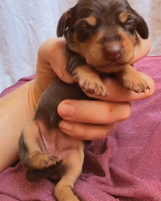 Cuccioli di bassotto
