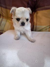 Chihuahua