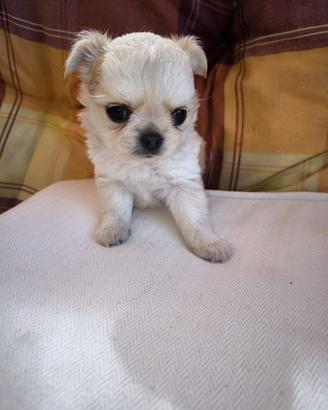 Chihuahua