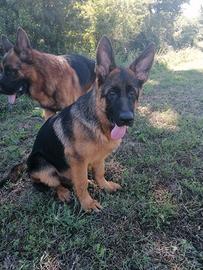 Cucciolo pastore tedesco